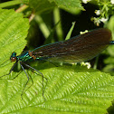 Beautiful Demoiselle