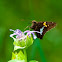 Silver-spotted Skipper