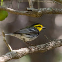 Golden-cheeked Warbler