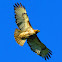 Red-tailed Hawk