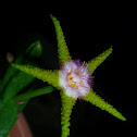 Stapelia flavopurpurea