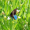 Pipevine Swallowtail