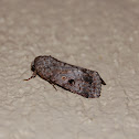 Moth