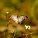 White Peacock Butterfly