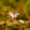 White Peacock Butterfly