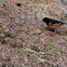 Eastern Towhee (male & female)