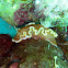 Glossodoris rufomarginata