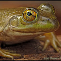 American bullfrog