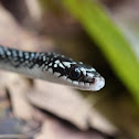 Julia's Ground Snake