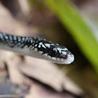Julia's Ground Snake