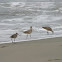 Marbled godwit