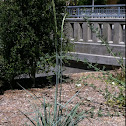 Giant wild rye