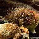 Striated frogfish