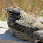 Common Nighthawk