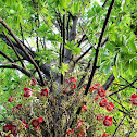 तोप गोला Cannon Ball Tree