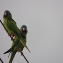 Blue-crowned Parakeet