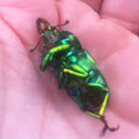 Golden stag beetle (male)