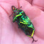 Golden stag beetle (male)