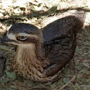 Bush Stone-curlew