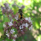 Syrphid Fly