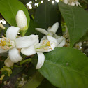 Naranjo Dulce