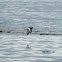 Oystercatcher