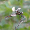 Widow Skimmer, female