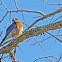 Eastern Blue Bird