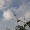 Blue-throated Bee-eater