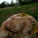 Calvatia cyathiformis