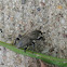 Weevil