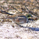 Horned Lark