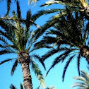 Palmera datilera