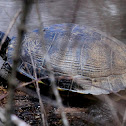 Yellowbellied Slider