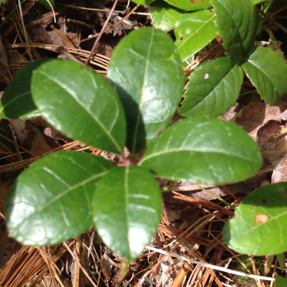 Spotting Image 1