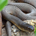 Northern Water Snake