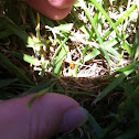 Orange lady bug