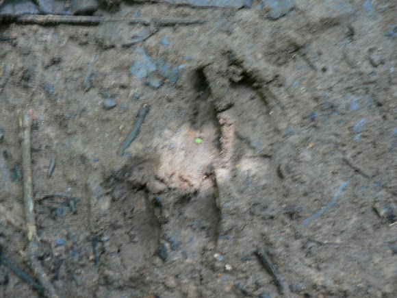 Spotting Image 1