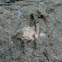 Collared Peccary