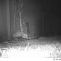 Virginia Opossum