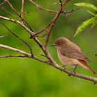 Colirrojo real (Common Redstart)