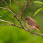 Colirrojo real (Common Redstart)
