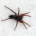 Ground Spider