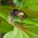 Weevil