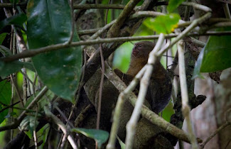 <p>
	Pygmy monkey in the wild, Calanoa Amazonas Nature Reserve</p>
