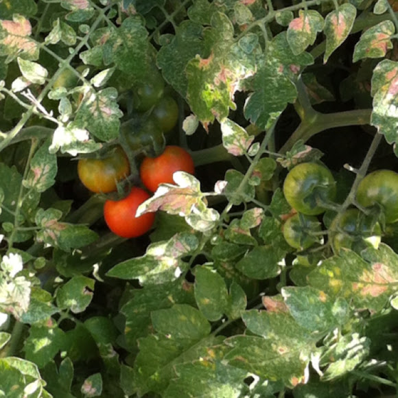 Spotting Image 1