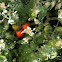 Tomate cherry