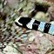 Banded Sea Krait