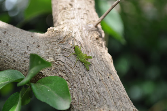 Spotting Image 1
