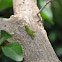 Mini Grasshopper